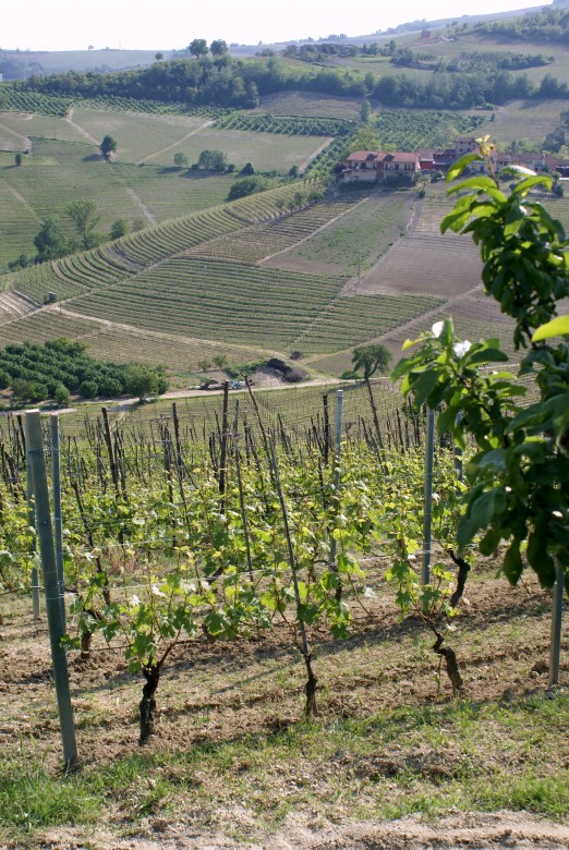 Barolo vineyards in La Morra