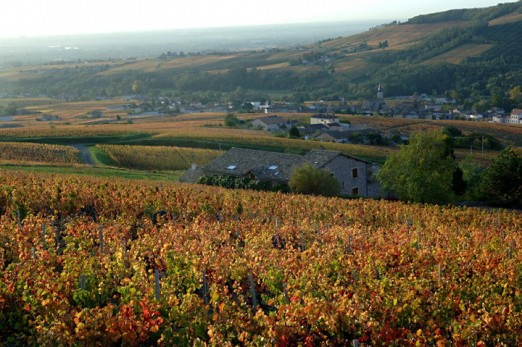 Beaujolais w okresie winobrania