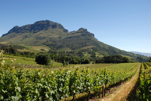 Winnice w RPA – Stellenbosch. © Erica Moodie / WOSA.