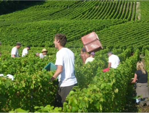 Na winnicy Michel Genet w czasie winobrania. © michelgenet.com