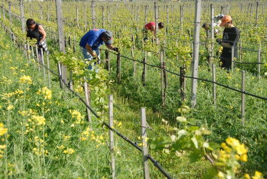 Uprawa biodynamiczna w winnicach Aloisa Lagedera w Alto Adige.
