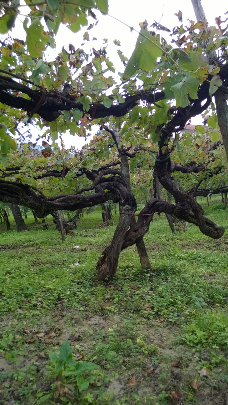Kilkusetletnie krzewy winorośli. © Maciej Nowicki.
